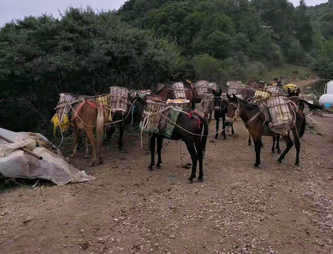 三门峡马帮驮运