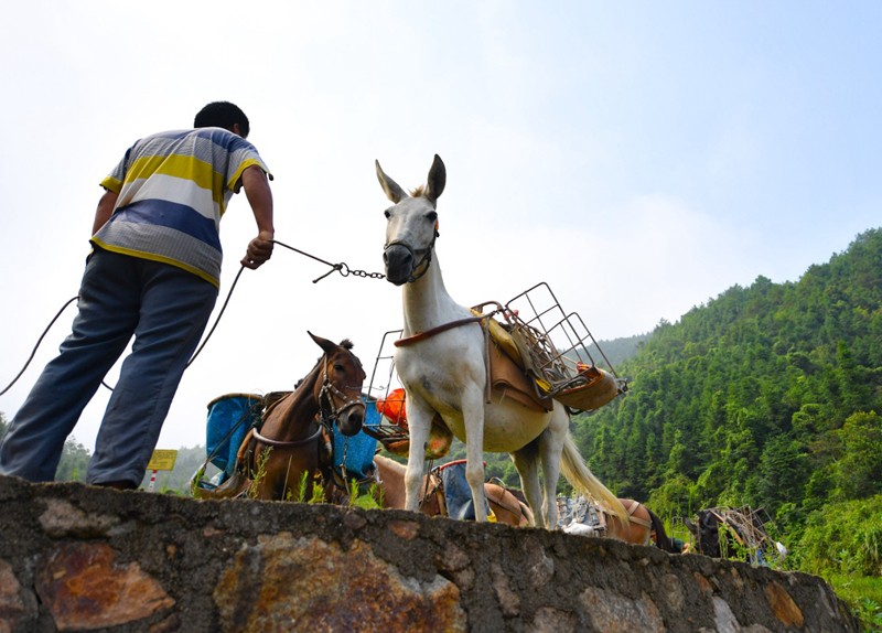 三门峡骡马运输